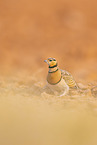 pin-tailed sandgrouse