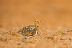 pin-tailed sandgrouse