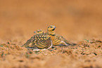 pin-tailed sandgrouse