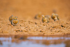 pin-tailed sandgrouse