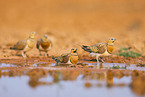 pin-tailed sandgrouse