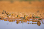 pin-tailed sandgrouse