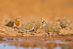pin-tailed sandgrouse