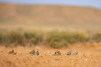 pin-tailed sandgrouse