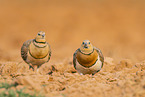 pin-tailed sandgrouse