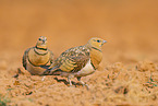 pin-tailed sandgrouse