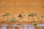 pin-tailed sandgrouse