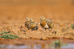 pin-tailed sandgrouse