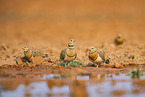 pin-tailed sandgrouse