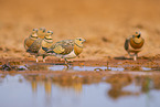 pin-tailed sandgrouse