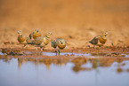 pin-tailed sandgrouse