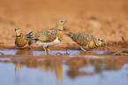 pin-tailed sandgrouse