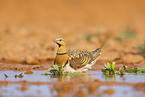 pin-tailed sandgrouse