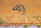 pin-tailed sandgrouse