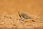 pin-tailed sandgrouse