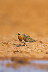pin-tailed sandgrouse