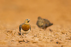 pin-tailed sandgrouse