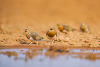pin-tailed sandgrouse
