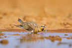 pin-tailed sandgrouse