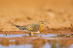 pin-tailed sandgrouse