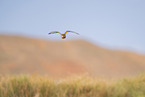 pin-tailed sandgrouse