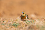 pin-tailed sandgrouse