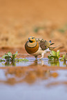 pin-tailed sandgrouse