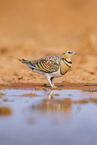 pin-tailed sandgrouse