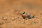pin-tailed sandgrouse
