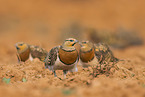 pin-tailed sandgrouse