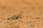 pin-tailed sandgrouse