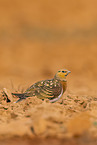 pin-tailed sandgrouse