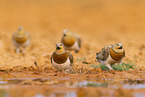 pin-tailed sandgrouse