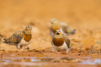 pin-tailed sandgrouse
