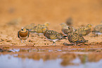 pin-tailed sandgrouse