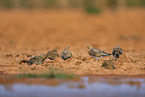 pin-tailed sandgrouse