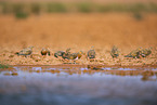 pin-tailed sandgrouse