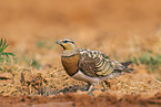 pin-tailed sandgrouse