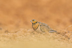 pin-tailed sandgrouse