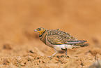 pin-tailed sandgrouse