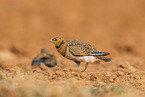 pin-tailed sandgrouse