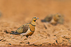 pin-tailed sandgrouse