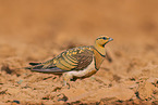 pin-tailed sandgrouse