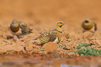 pin-tailed sandgrouse