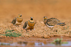 pin-tailed sandgrouse