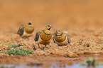 pin-tailed sandgrouse