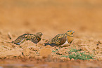 pin-tailed sandgrouse