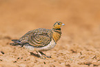 pin-tailed sandgrouse