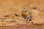pin-tailed sandgrouse