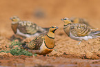 pin-tailed sandgrouse